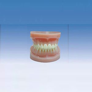 Standard full mouth tooth model